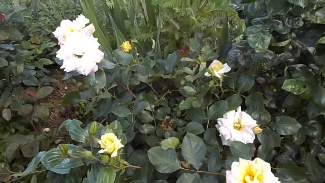 Rose Michel Serrault Meipicoti Meilland roses