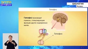 8-класс | Биология | Регуляция процессов жизнедеятельности
