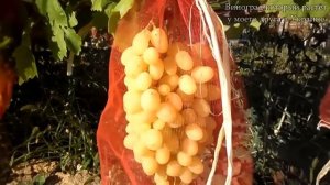 Обзор сверх(ультра)ранних сортов винограда на 23.07.2015 года