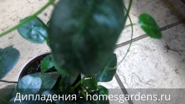 Дипладения - цветок-лиана у вас дома смотреть онлайн