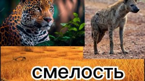 ягуар против гиена! Кто сильнее? #животные #версус #ктосильнее #сравнение #ягуар #гиена