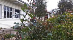 РОЗА ЭШЛИ ??? ШЕДЕВР В САДУ??????? В КОНЦЕ ОКТЯБРЯ????...