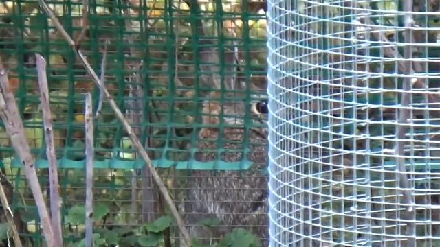 Кто в моем саду хозяин? смотреть онлайн