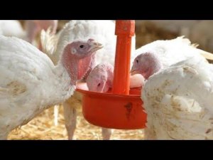 Дайте это птице и ее кости будут крепкими и она будет нестись//Как сделать мел (кальций) для птицы.