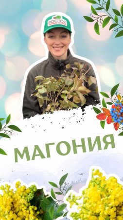 Чудо-кустарник МАГОНИЯ #саженцы #питомникрастений #питомникросток