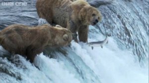 Как медведи ловят рыбу HD