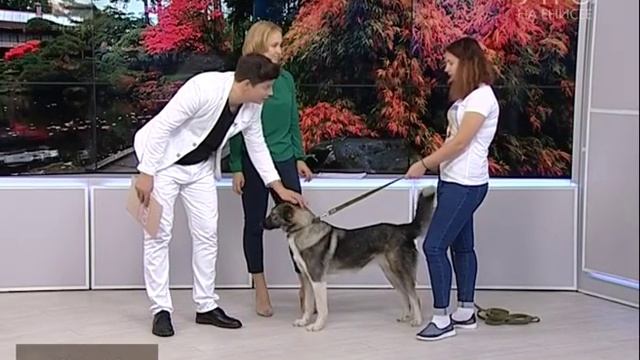 Заберите Элю! Добрая и милая собачка ищет хозяев смотреть онлайн