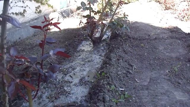 Экскурсия по розарию секреты выращивания смотреть онлайн