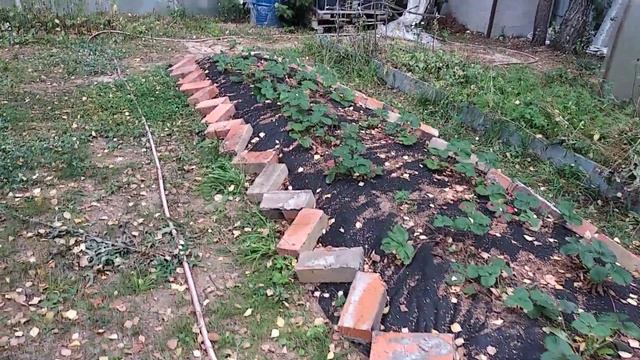 6 серия. Экономические итоги вертикальной грядки клубники смотреть онлайн