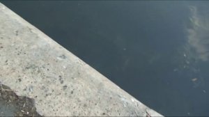 Megabass Vision 95. Энциклопедия воблеров на видео