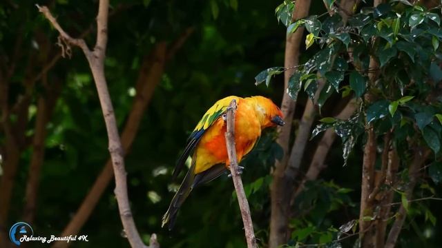 Красивая Мелодия До Слез! Сборник Лучших Мелодий От Которых Мурашки По Телу смотреть онлайн