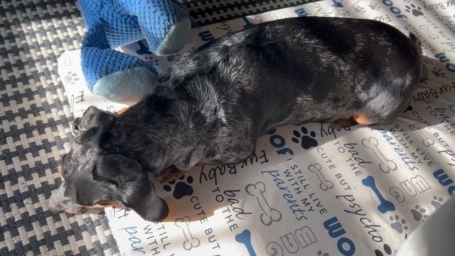 DACHSHUND Day in the LIFE (super cute ☺︎) смотреть онлайн