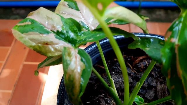 ออมชมพดางฮาฟ Syngonium Pink Splash