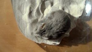 Хомяк купается в песке