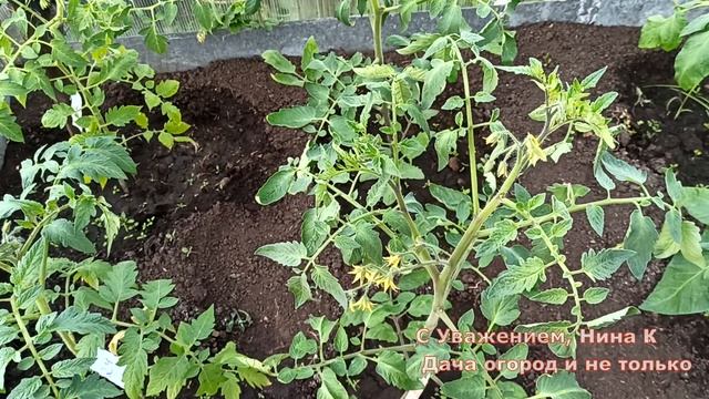 ТОМАТЫ ОБОЖАЮТ ЭТУ ОРГАНИЧЕСКУЮ ПОДКОРМКУ! ПОМИДОРЫ ЗАСЫПЛЮТ ВАС УРОЖАЕМ РАНЬШЕ СРОКА.