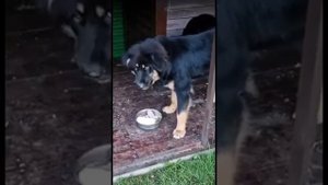 Небесный Страж Алтай - воспитанный монгольский банхар