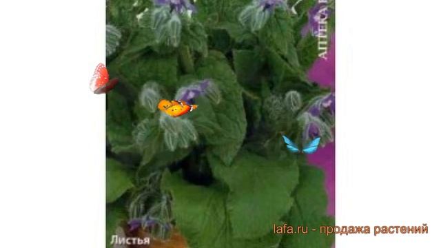 Бораго обыкновенный Гном (trava-gnom) ? бораго Гном обзор: как сажать семена бораго Гном смотреть онлайн