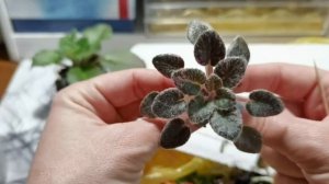 Фиалки на фитильном поливе.Возможные проблемы и их решение