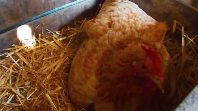 Готовим: Лезгинскую пиццу ( Шакука ) и Кизиловый компот на зиму смотреть онлайн