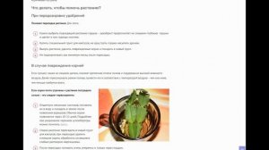 Почему у декабриста вянут листья: какие причины приводят зигокактус к такому состоянию и что делать