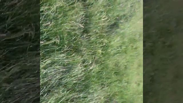 Канализацию прорвало на Боровой смотреть онлайн