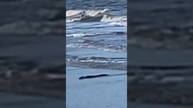 Alligator in the ocean USA Georgia Крокодил на берегу океана США Джорджия