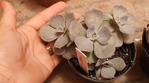 FAÇA SUA ECHEVERIA POLUX FICAR  GIGANTE #plantas #suculentas #suculentas