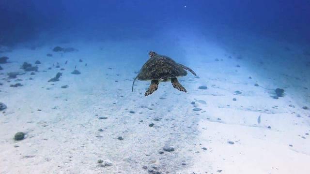 Beautiful Nature clip for relax. Очень красивый клип. Природа#meditation #nature #animals смотреть онлайн