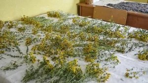 Зверобой  Инструкция по сборке и сушке.