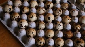 БОЛЬШАЯ ПЕРЕПЕЛИНАЯ ФЕРМА  Big quail farm