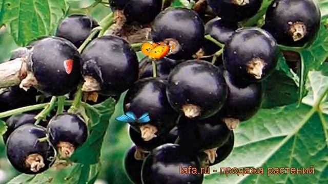 Смородина черная Титания (ribes nigrum titania) ? обзор: как сажать, саженцы смородины Титания смотреть онлайн