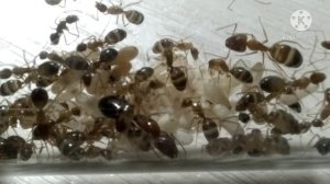 Camponotus cf. shaqualavensis. Редчайшие муравьи из Турции! Новые муравьи!