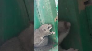 лесная соня живет на даче