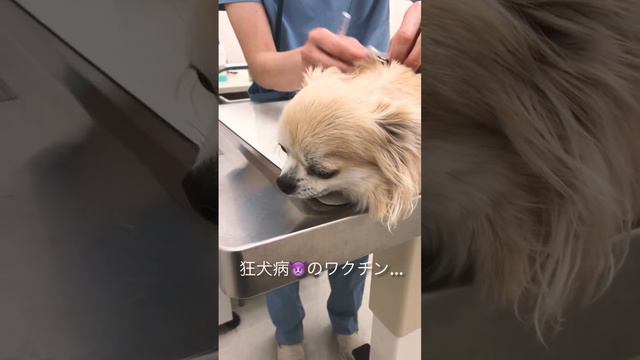 【チワワ】チワワのむく🐶今日は、狂犬病のワクチン💉の日💧ドキドキ💓痛いかなぁ…チャンネル登録してね❤️