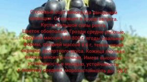 Виноград Блэк Гранд и Европейские Ведьмины пальцы