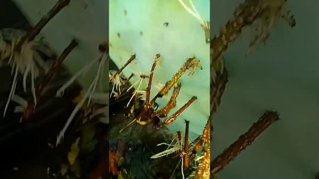 Как просто получить саженцы смородины черенкованием в воде смотреть онлайн