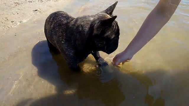 Французский бульдог Остин. Время собирать камни смотреть онлайн