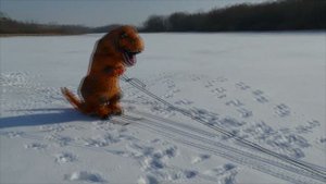 Алан катается на горных лыжах за мотособакой. Alan skiing on a motorized dog