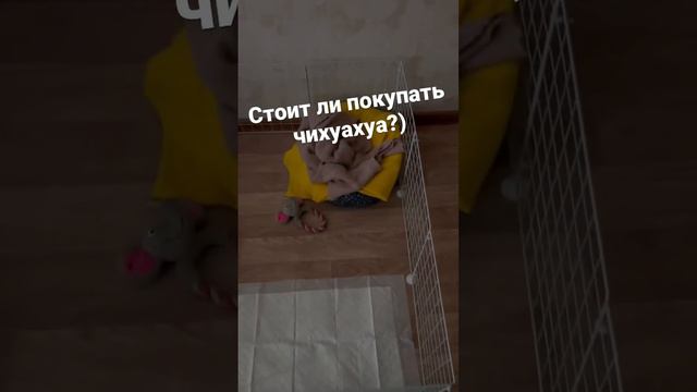 Стоит ли заводить чихуахуа часть 2 😂🐶