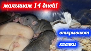 Нашим малышам 14 дней, открываются глазки! Домашние крысы Кузя и Дуся.