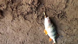 Рыбалка на спиннинг. Река Чумыш.