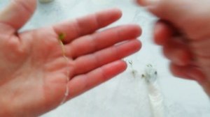 Быстрое прорастание семян перца в самокрутке.