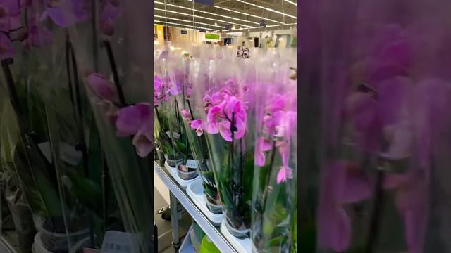 💙💛242 грн та 255 грн 🔥за шикарні ОРХІДЕЇ в Леруа Мерлен, Київ #orchid #kyiv #phalaenopsis