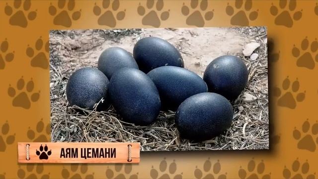 Самые дорогие и необычные яйца . 1 часть .