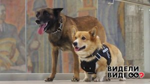 Восемь лап на страже закона. Видели видео? Фрагмент выпуска от 08.12.2019