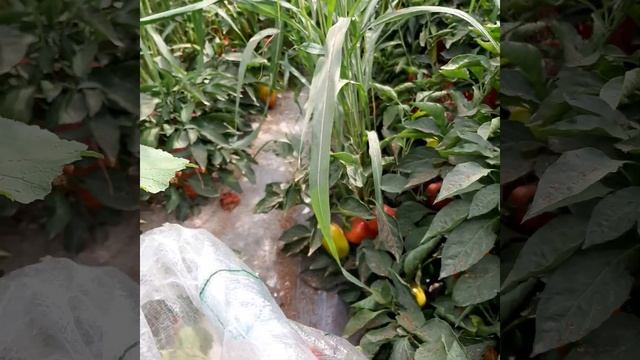 Шикарный перец сорт Ласточка. #перецболгарский #садовод #дихання #урожайныйсадиогород смотреть онлайн