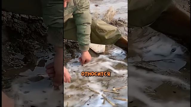 МОРСКОЙ ЧЕРЕНОК