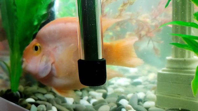 Купание красного попугая смотреть онлайн