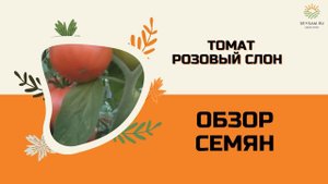 Томат "Розовый слон" обзор сорта.