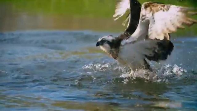 Как хищная птица охотится на рыбу Охота рыбалка смотреть онлайн